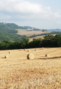 Produzione Cereali in Toscana Azienda Agricola Lorenzini