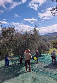 Olio Extravergine di Oliva Toscano Azienda Agricola Lorenzini